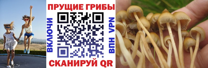 Псилоцибиновые грибы прущие грибы Севск